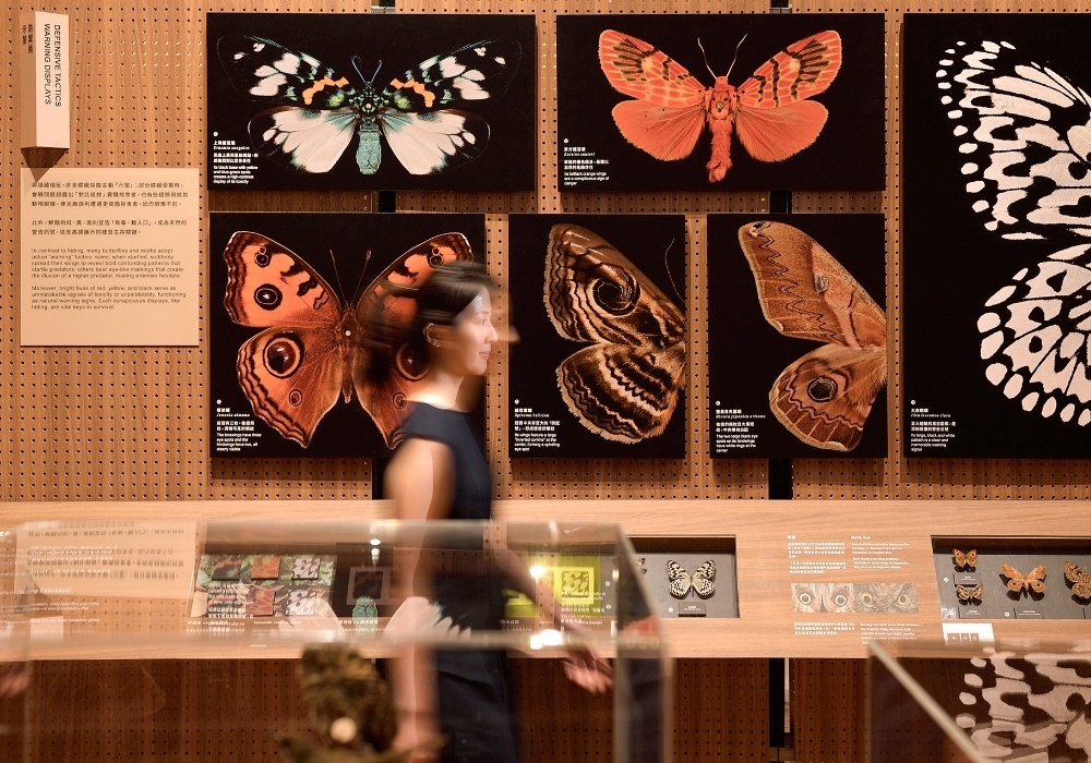 臺博館全新特展登場！《島嶼飛行：臺灣蝶蛾生存記》：格式設計融入當代設計美學轉譯「生物知識」