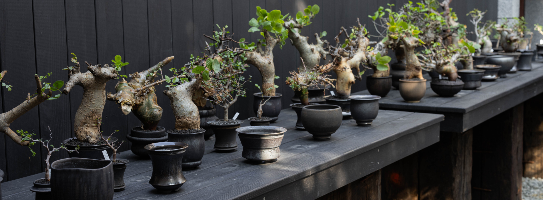 陽明山古物植栽品牌「裏山」大稻埕展新店！「裏Ura.219」進駐迪化街老屋，結合咖啡與服裝品牌的全新複合空間
